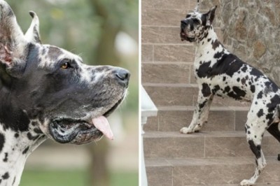The Heartwarming Truth: Dog Breeds with the Shortest Life Expectancy That Bring Unmatched Love