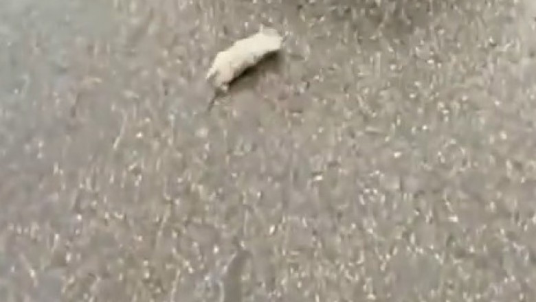 Unexpected Surprise: Man Finds Kitten on Street, Turns Out to Be a Fennec Fox!