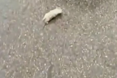 Unexpected Surprise: Man Finds Kitten on Street, Turns Out to Be a Fennec Fox!