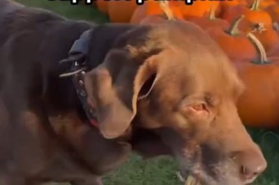 Unlikely Friends: Watch This Dog Make a Hilarious Connection with a Pumpkin!