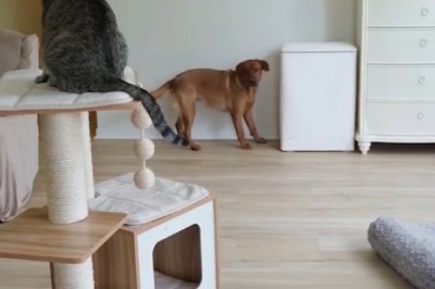 When Cats and Dogs Team Up: Hilarious Treat Heist!