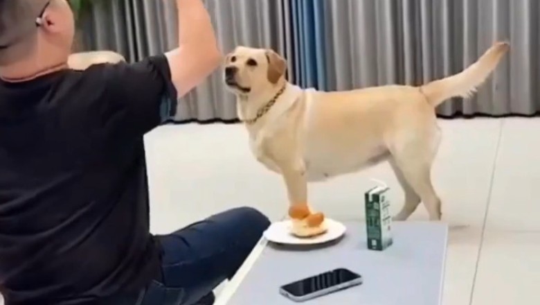 When the Tables Turn: Hilarious Dog Prank Gone Right!