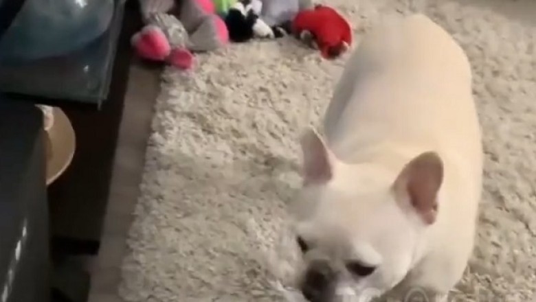 Who Said Dogs Love Snow? Hilarious Reactions of Pups in the Cold!