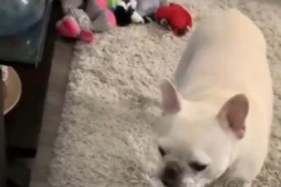 Who Said Dogs Love Snow? Hilarious Reactions of Pups in the Cold!
