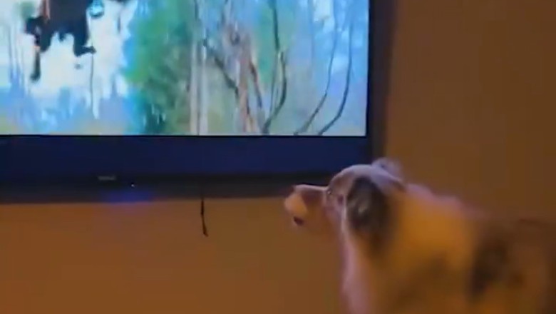 Why Watching TV with Dogs is a Hilarious Mistake!