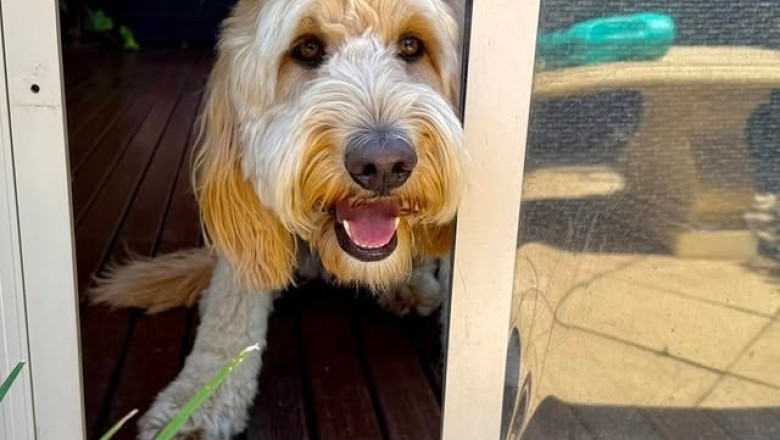 A Majestic Chronicle of Humanity's Heart: Lola's Radiant Spirit and the Whimsical Doggy Door