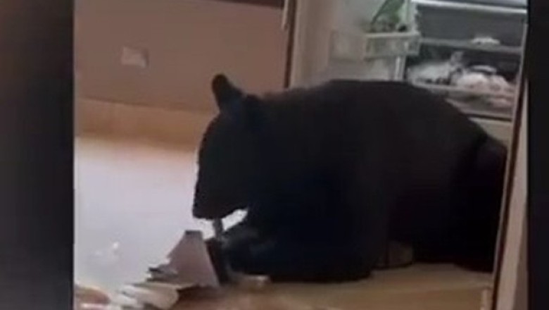Bear Breaks In: Epic Kitchen Raid Leaves Family In Shock!