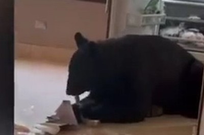 Bear Breaks In: Epic Kitchen Raid Leaves Family In Shock!
