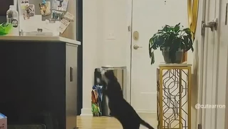 Cat Comedy Hour: Laugh-Out-Loud Feline Funnies!