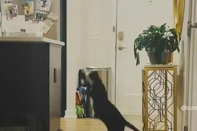 Cat Comedy Hour: Laugh-Out-Loud Feline Funnies!