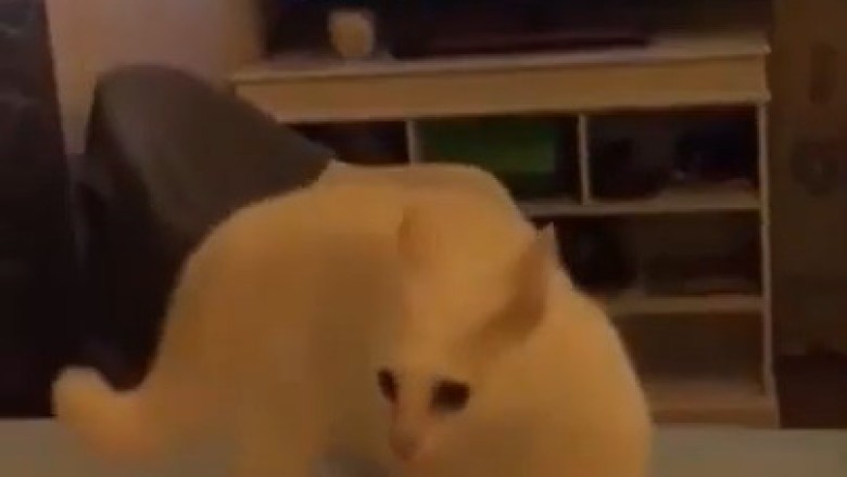 Cat-tastrophic Fall: a Feline's Tumble!