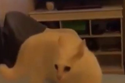 Cat-tastrophic Fall: a Feline's Tumble!