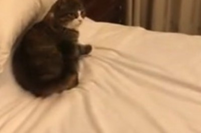 Cat vs. Cat: Hilariously Epic Feline Fails!