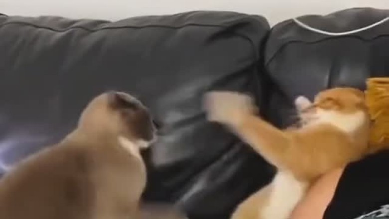 Cats Being Cats: The Most Hilarious Cat Fails and Antics!