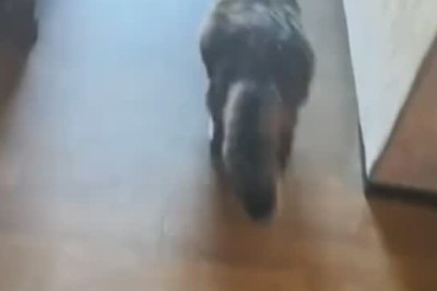 Cats Gone Wild: The Funniest Feline Antics You Need to See!