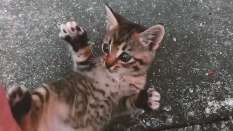 Cats in a Flash: Quick Shots of Hilarious Feline Shenanigans!