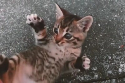 Cats in a Flash: Quick Shots of Hilarious Feline Shenanigans!