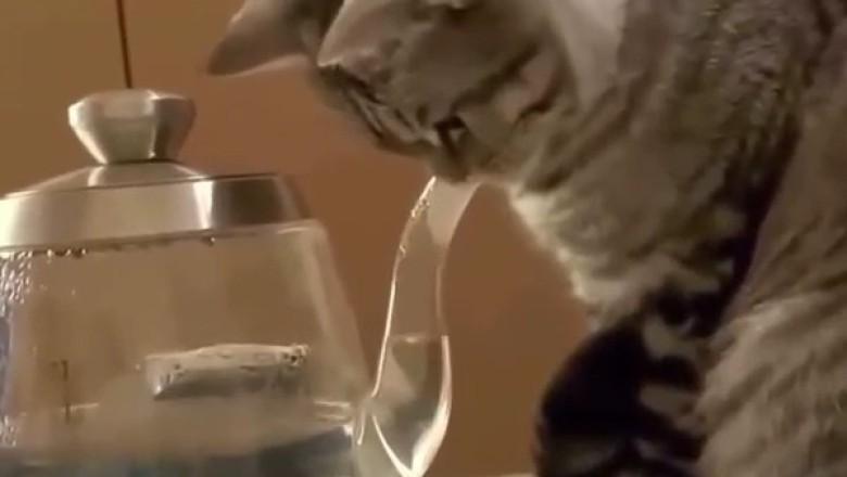 Cats to the Rescue: The Ultimate Work-Procrastination Video!