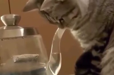 Cats to the Rescue: The Ultimate Work-Procrastination Video!