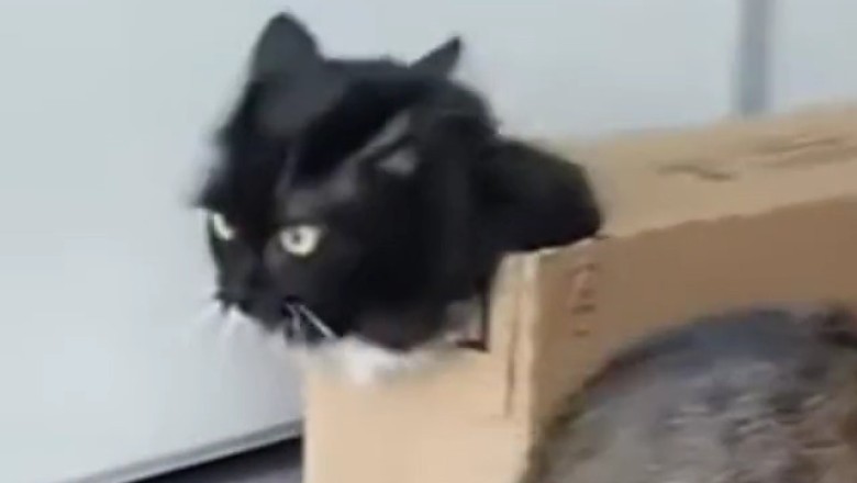Cats Vs. Ladder: the Ultimate Climbing Challenge!