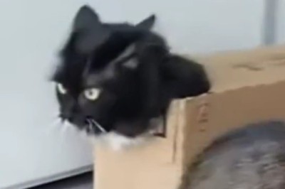 Cats Vs. Ladder: the Ultimate Climbing Challenge!