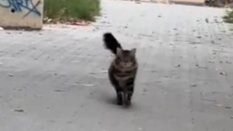 Catwalk: Watch This Cat Strut like a Supermodel!