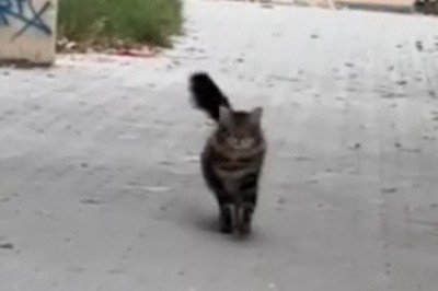 Catwalk: Watch This Cat Strut like a Supermodel!
