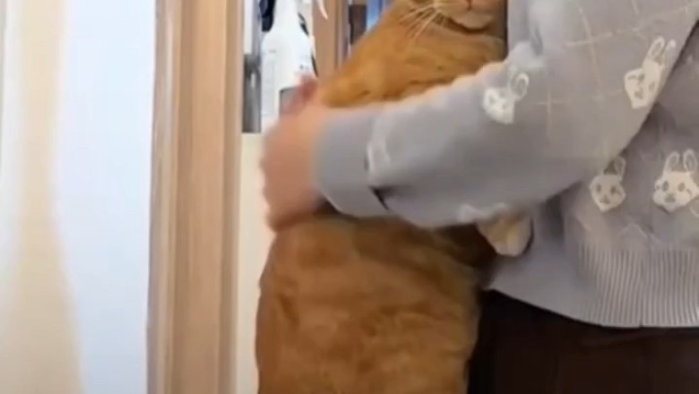 Cuddles and Comfort: the Cat's Reaction to a Tough Day!