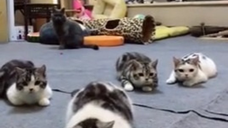 Cuteness Overload: Beautiful Cat Meets Adorable Kittens!