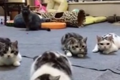 Cuteness Overload: Beautiful Cat Meets Adorable Kittens!