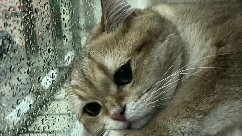 Do Cats Cry? Discover the Hidden Signs of Feline Emotion!