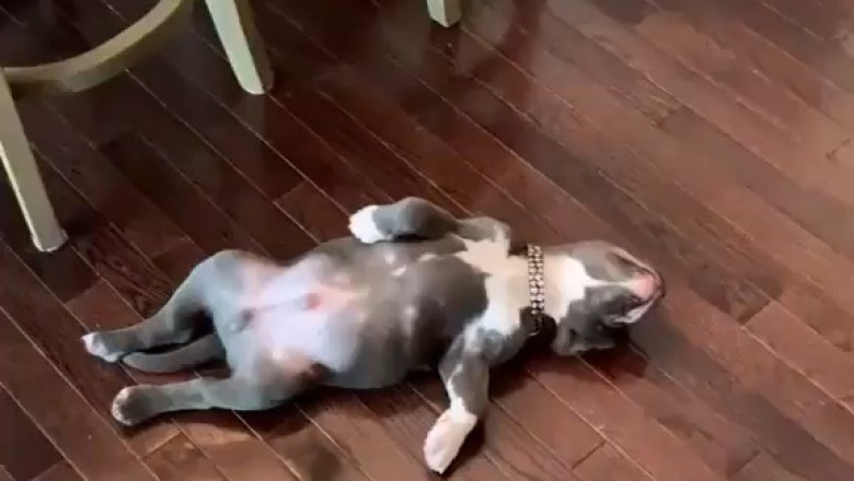 Doggy Dreamland: the Ultimate Snooze Fest!