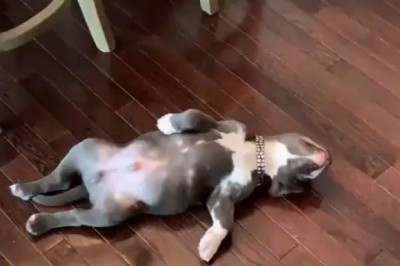 Doggy Dreamland: the Ultimate Snooze Fest!