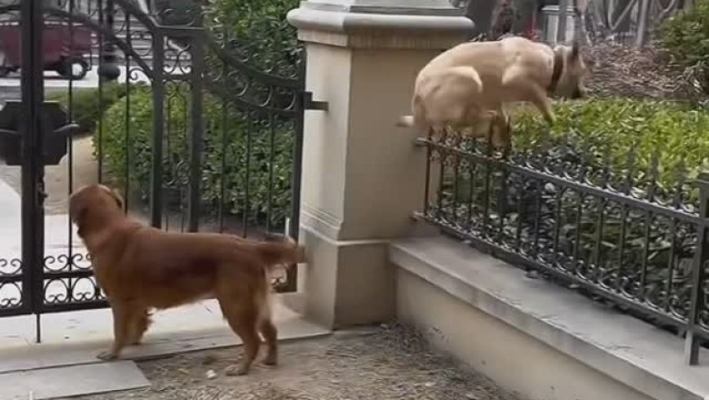 Dogs Just Wanna Have Fun: The Ultimate Hilarious Dog Compilation!