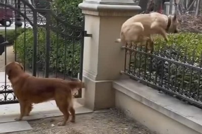 Dogs Just Wanna Have Fun: The Ultimate Hilarious Dog Compilation!