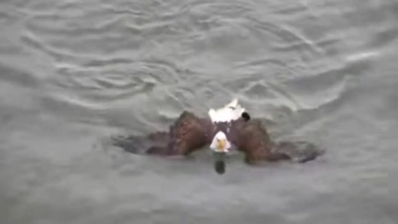 Eagle Takes a Dip: The Most Hilarious Swimming Adventure!