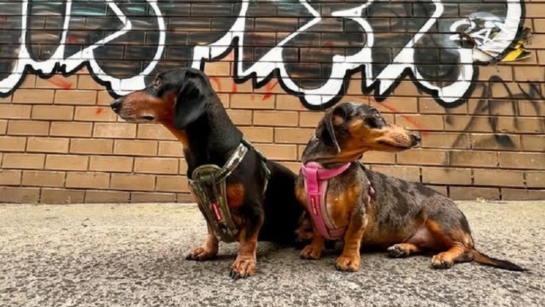 Embracing the Dachshund: A Heartfelt Exploration of Their Unique Lives
