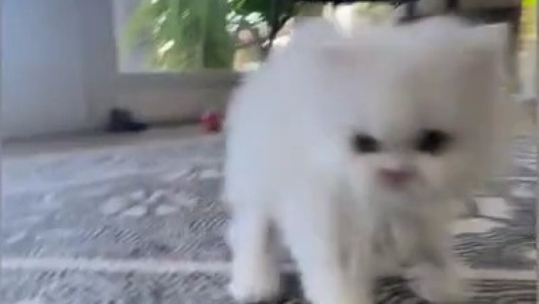 Feline Frenzy: Cat's Hilarious Dash to the Camera!