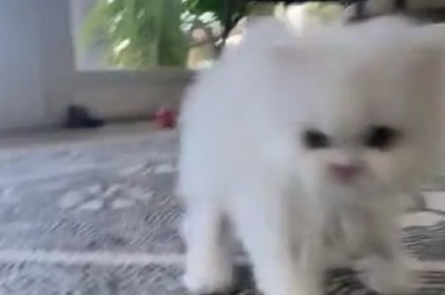 Feline Frenzy: Cat's Hilarious Dash to the Camera!