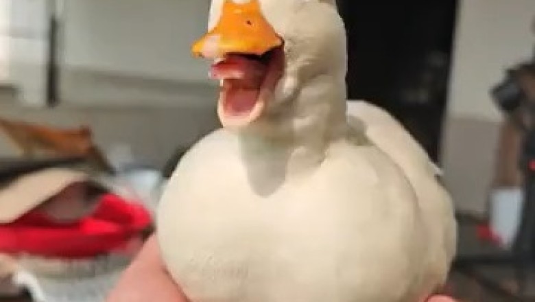 If It Looks like a Duck. . . You Won't Believe What Happens Next!