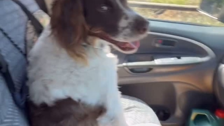 Innovative Dog Training Technique: Canine Coping Through Imitation