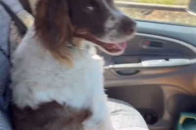 Innovative Dog Training Technique: Canine Coping Through Imitation