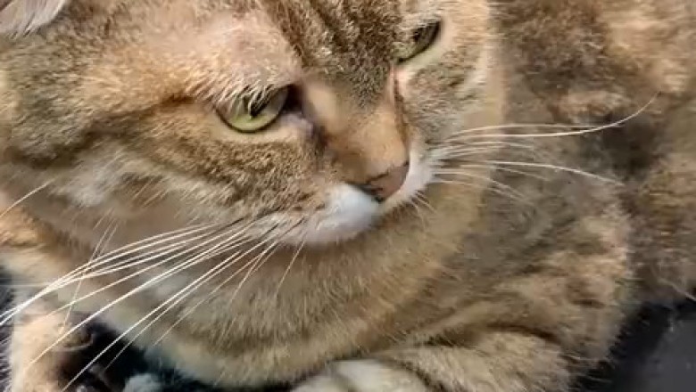 Kitty Cuts: When Cats Get a Makeover!