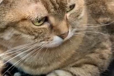 Kitty Cuts: When Cats Get a Makeover!