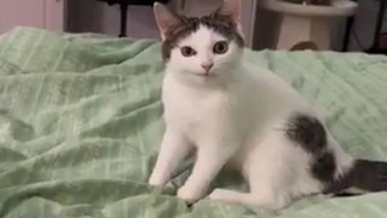 Majestic Beauty: A Stunning Cat Portrait