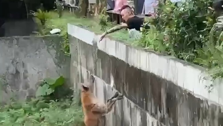 Outrage Erupts As Reckless Tourist Taunts Hyenas At Taipei Zoo!