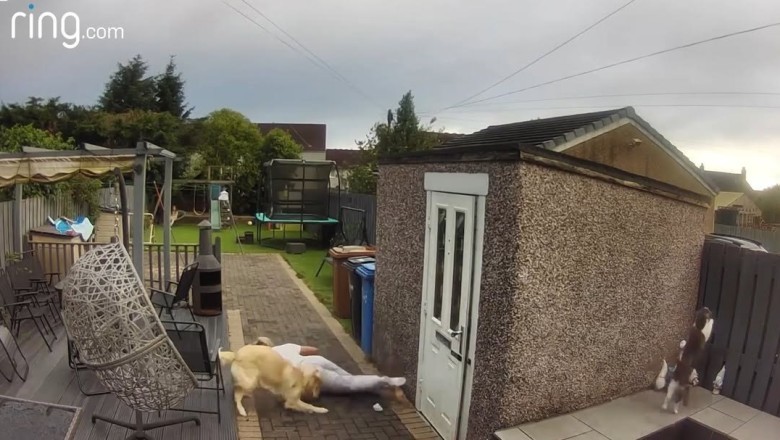 Puppy Tackle Gone Viral: Grandma Gets Swept Off Her Feet By Golden Retriever!