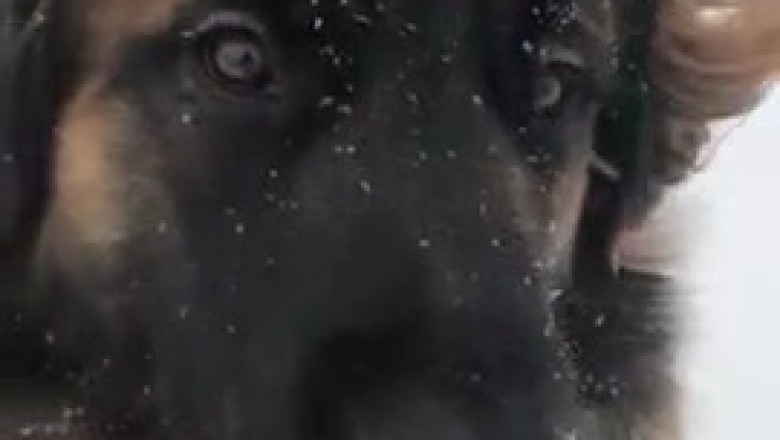 Shepherd Dog's Snow Day: Epic Zoomies & Hilarious Antics!