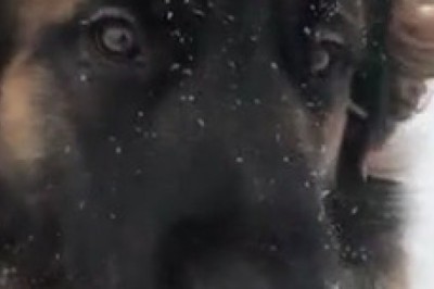 Shepherd Dog's Snow Day: Epic Zoomies & Hilarious Antics!