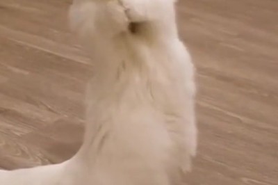 The Purr-fect Encounter: Beautiful Cat vs. Butterfly!